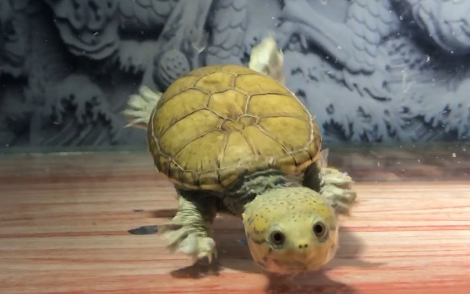 窄桥蛋龟 瑕疵 六月到家两个月后的下水状态_哔哩哔哩_bilibili