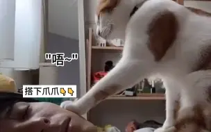 Download Video: 猫咪叫人起床，戏实在太多