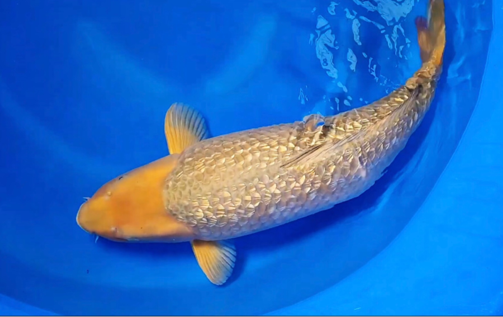 大日钻石银鳞茶锦鲤,雌三岁七十六公分观赏鱼