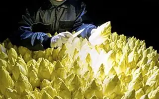 菊苣菜 搜索结果 哔哩哔哩 Bilibili