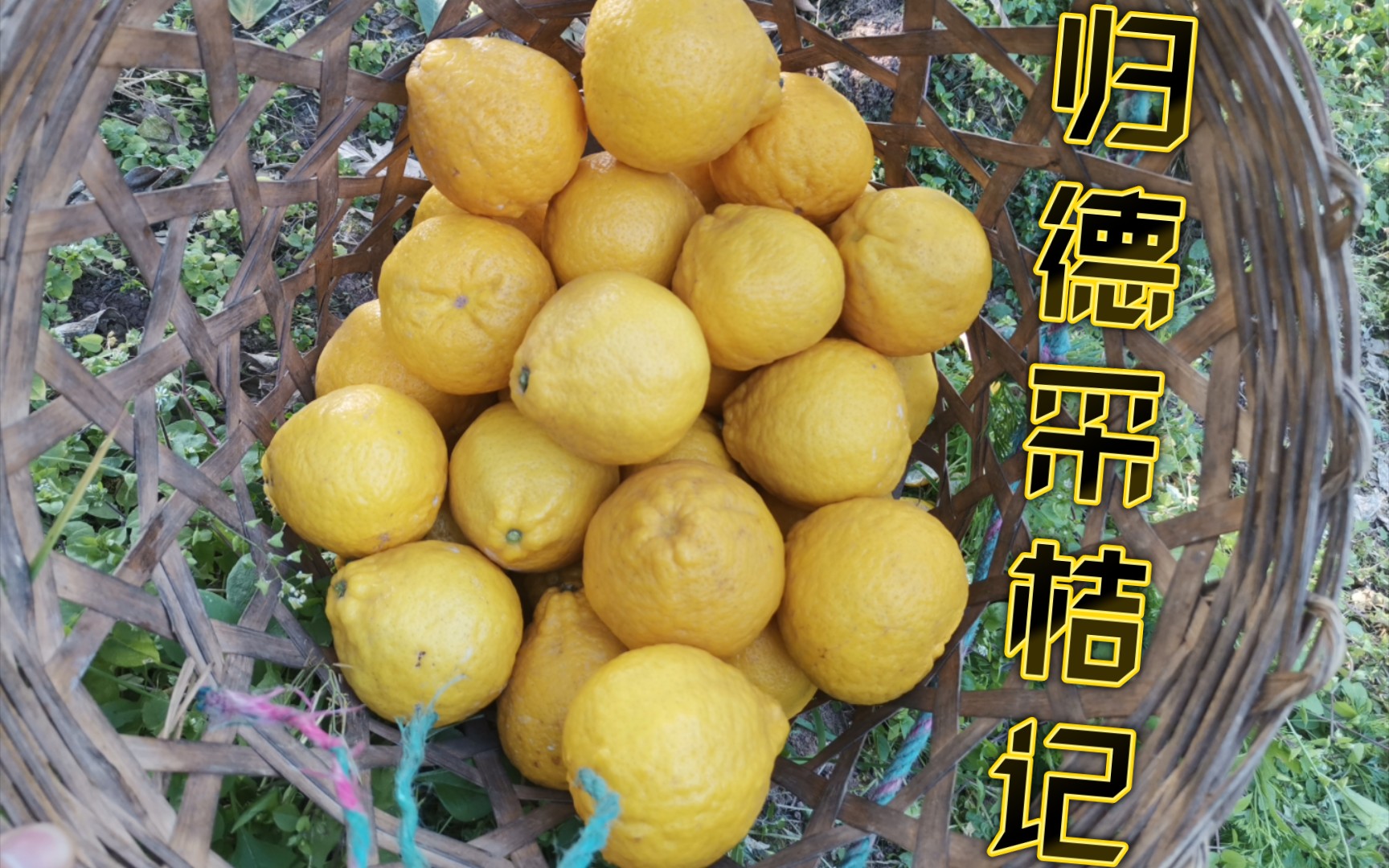 这是一种什么果子?黄橙橙的像柠檬一样,还一口气称了80斤