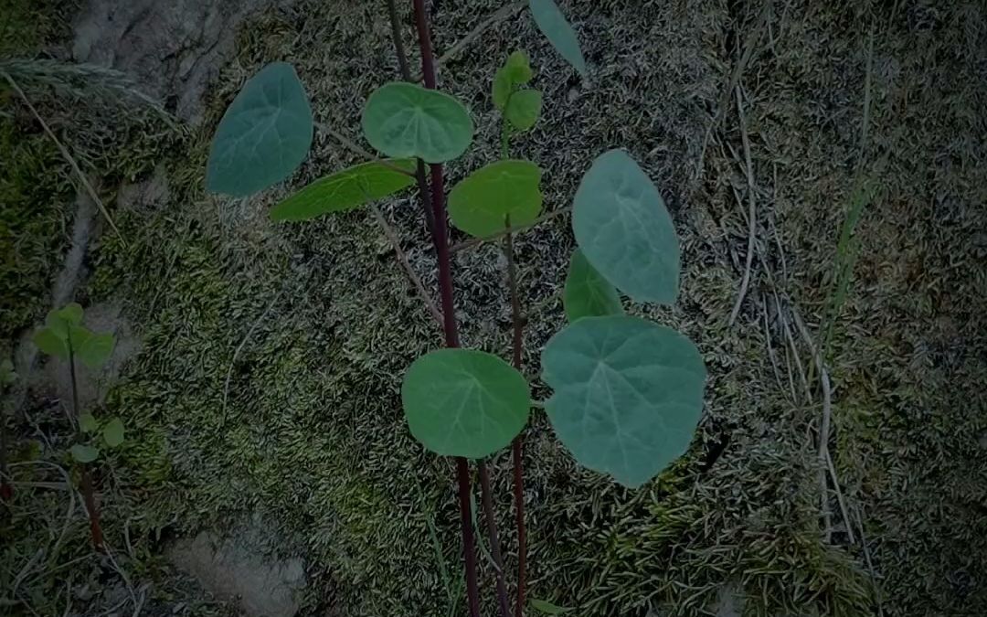 [图]野外实拍28种常见的本草植物，你认识几种？