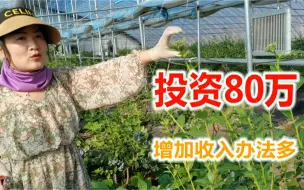 Download Video: 丹东美女投资80万建阴阳大棚，增加收入办法多，作物套种外加暖风