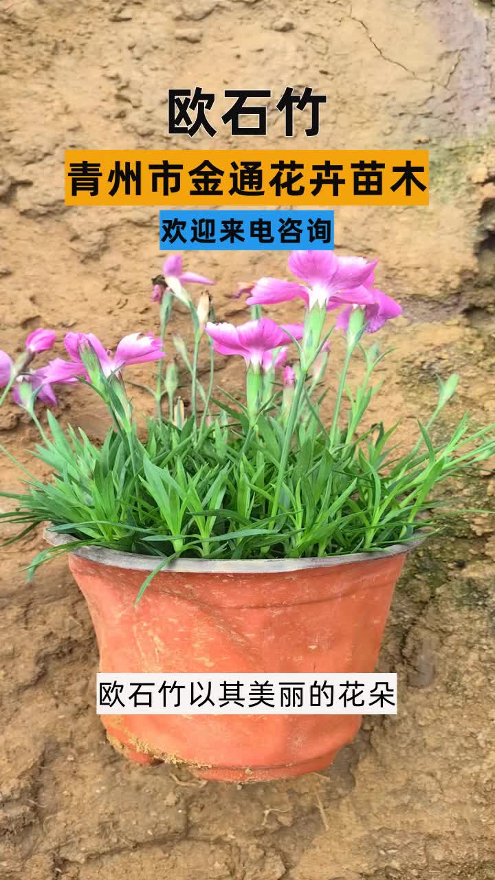 四川欧石竹多少钱"金通花卉,草花苗木一站式购选!"确保每批草花,都经得起时间考验.欢迎来电咨询. #欧石竹花苗 #欧石竹小杯 #欧石竹批发 #欧石竹...