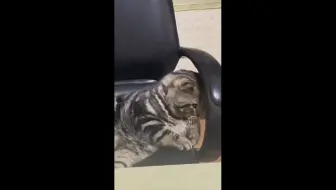 “猫咪干坏事被抓包现场”