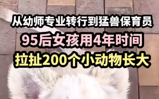 从幼师专业转行到猛兽保育员95后女孩用4年时间,拉扯200个小动物长大哔哩哔哩bilibili