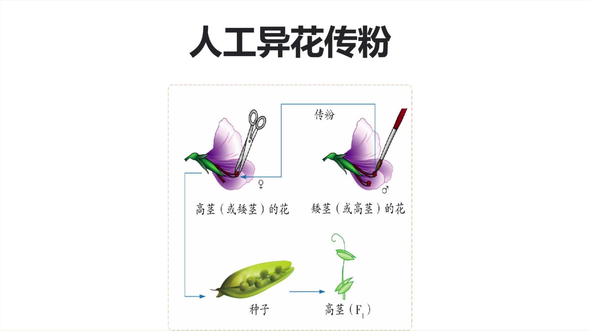 人工异花传粉图片