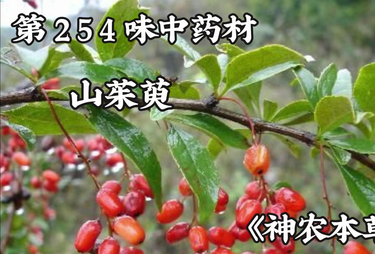 #中草药 今天介绍254味中药材山茱萸#中医#中药材 #山茱萸#倪海厦哔哩哔哩bilibili