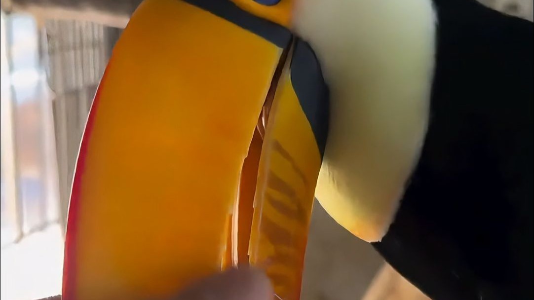 巨嘴鸟，鸟中的小狗，美丽又可爱