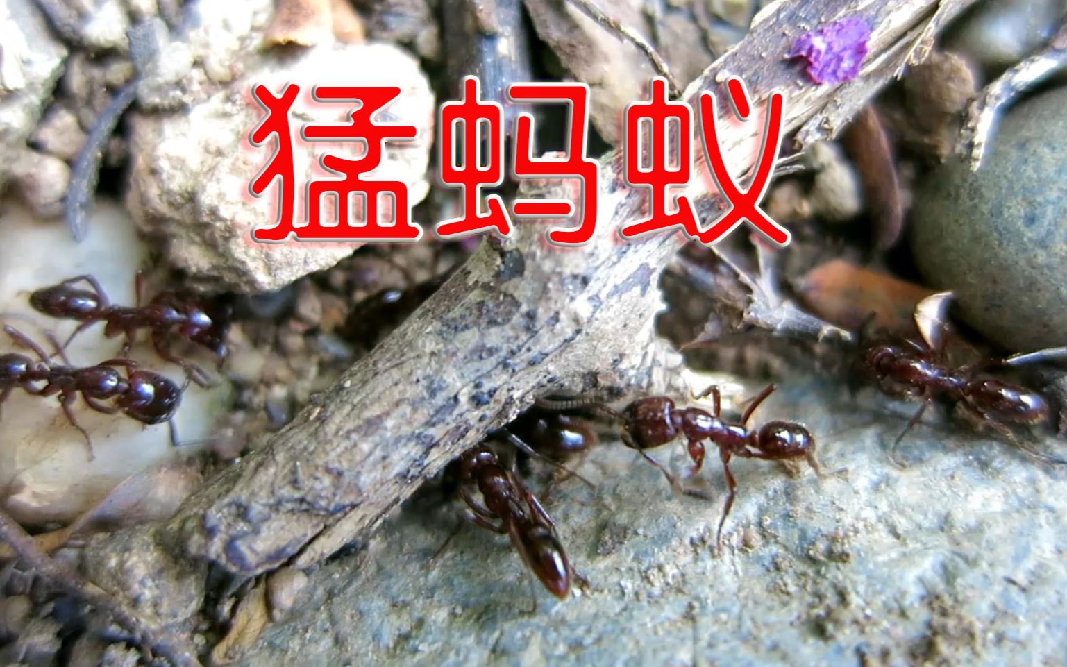 爪哇扁头猛蚁图片