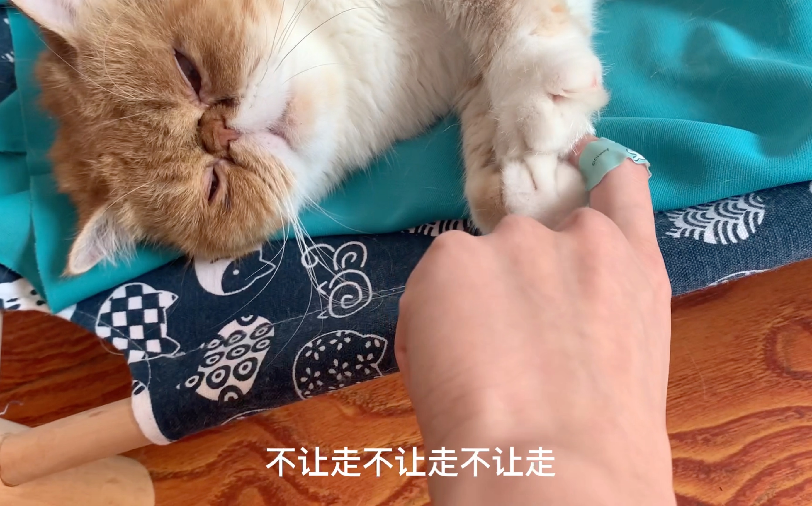 活动  睡觉的猫咪要抓手手才可以?