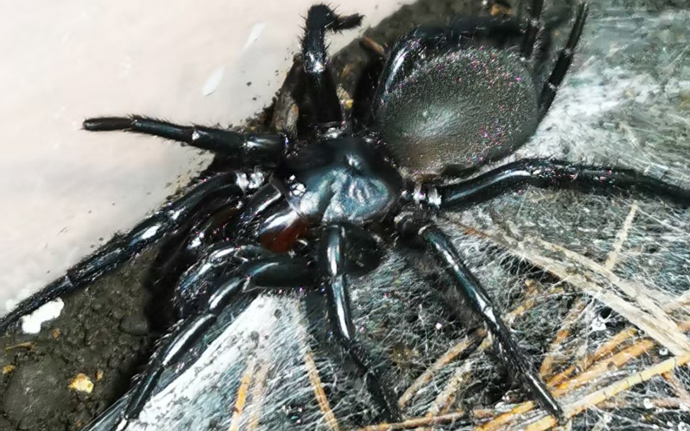 红牙大疣蛛(没那么红)捕食白蟋蟀