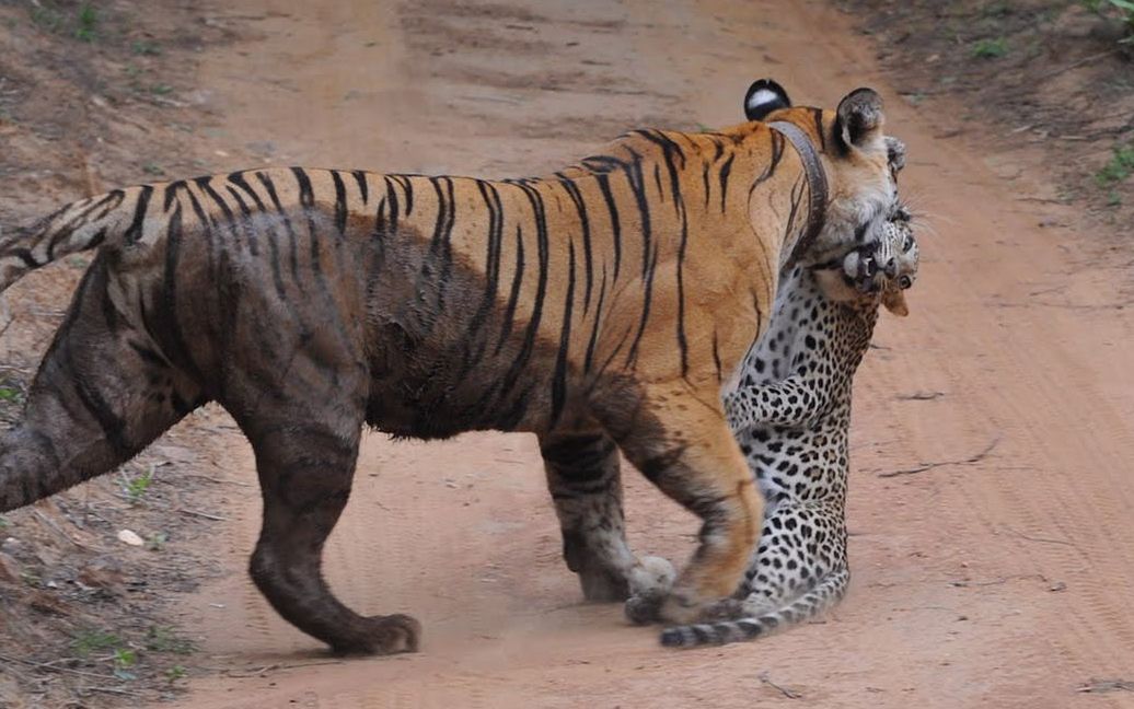 老虎捕食小花豹,本以为母豹会奋起抵抗,不料却丢下小豹拔腿就跑