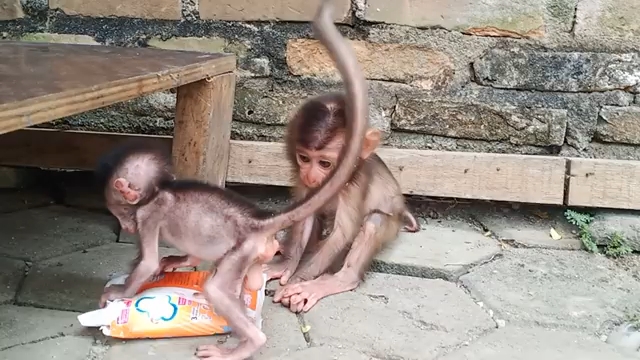 大头猴子和小头老鼠