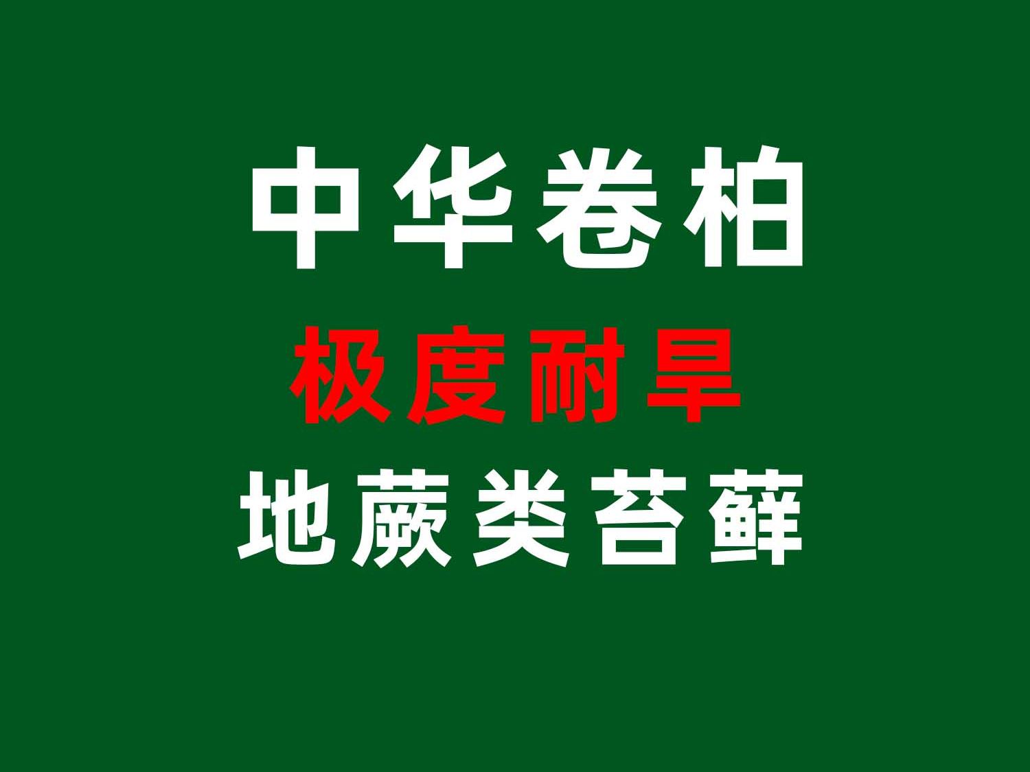 极度稀有的耐旱耐寒简单易种植的苔藓品种:中华卷柏哔哩哔哩bilibili