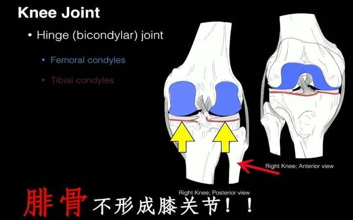 【人解三分钟】膝关节的结构和运动 & lock knee:我的膝关节怎么锁住了?哔哩哔哩bilibili