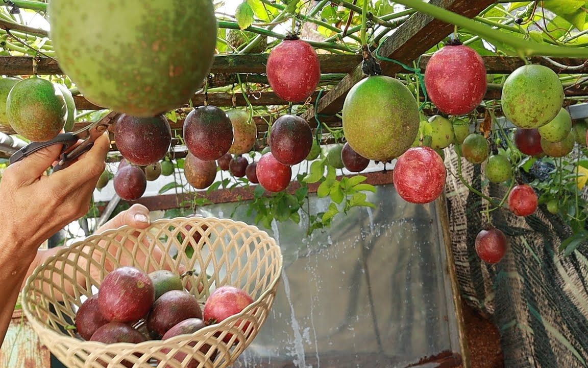 紫香百香果种植方法图片