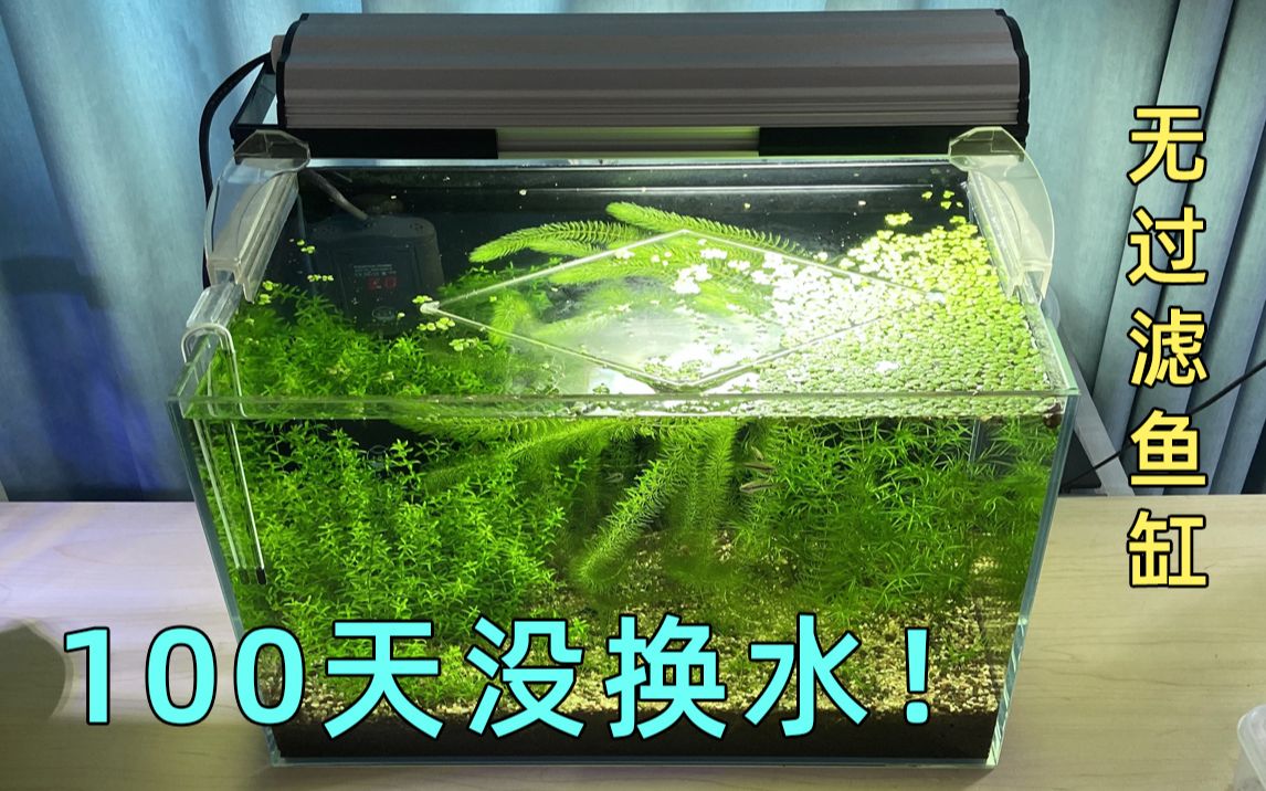 [图]约100天没换水鱼缸，无过滤无CO2水草缸，放松治愈助眠水族视频