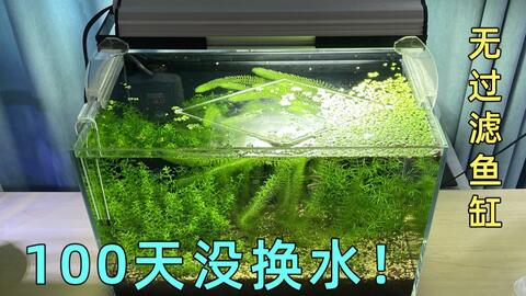 约100天没换水鱼缸 无过滤无co2水草缸 放松治愈助眠水族视频 哔哩哔哩