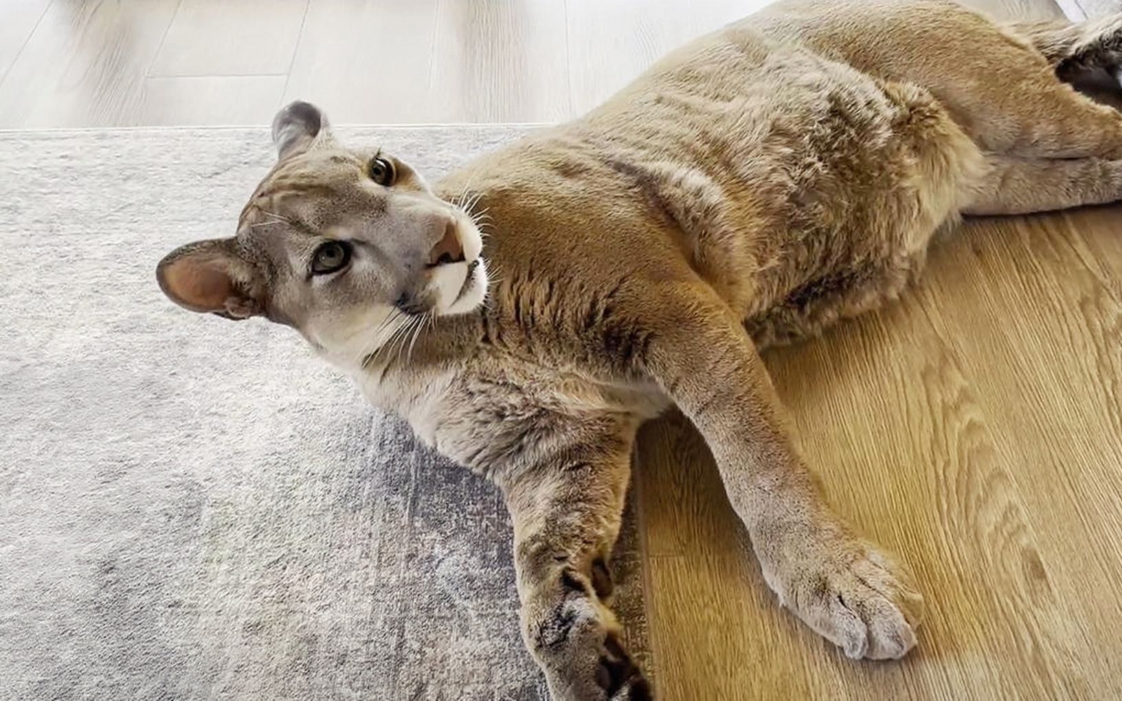 美洲狮梅西:和中国朋友们分享一个新消息