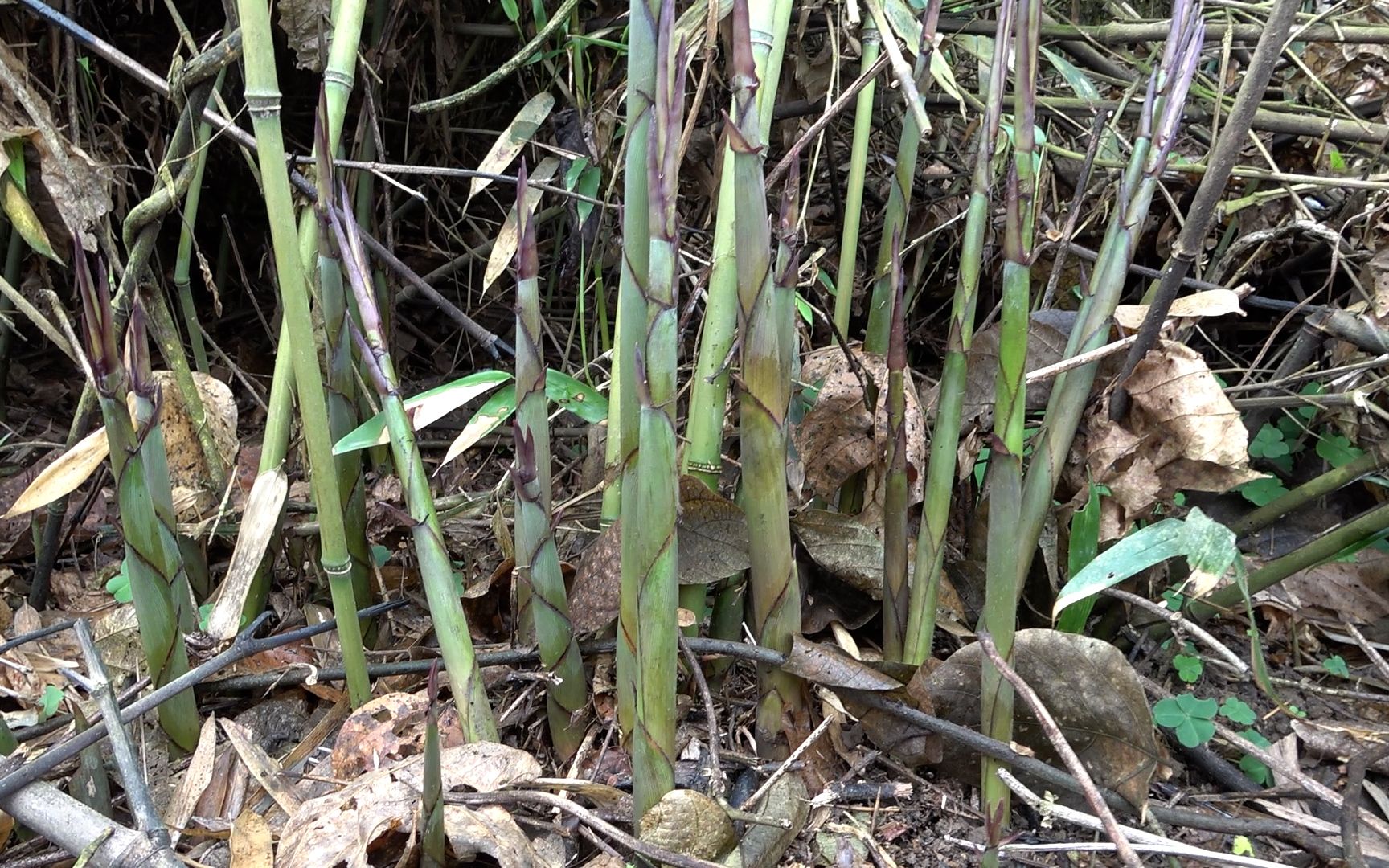 太惊喜了,几天没来居然这么多金竹笋,真的把我惊到了