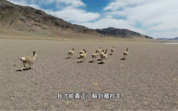 世界最大陆地野生动物保护区羌塘无人区,走进生活在天堂的藏羚羊哔哩哔哩bilibili