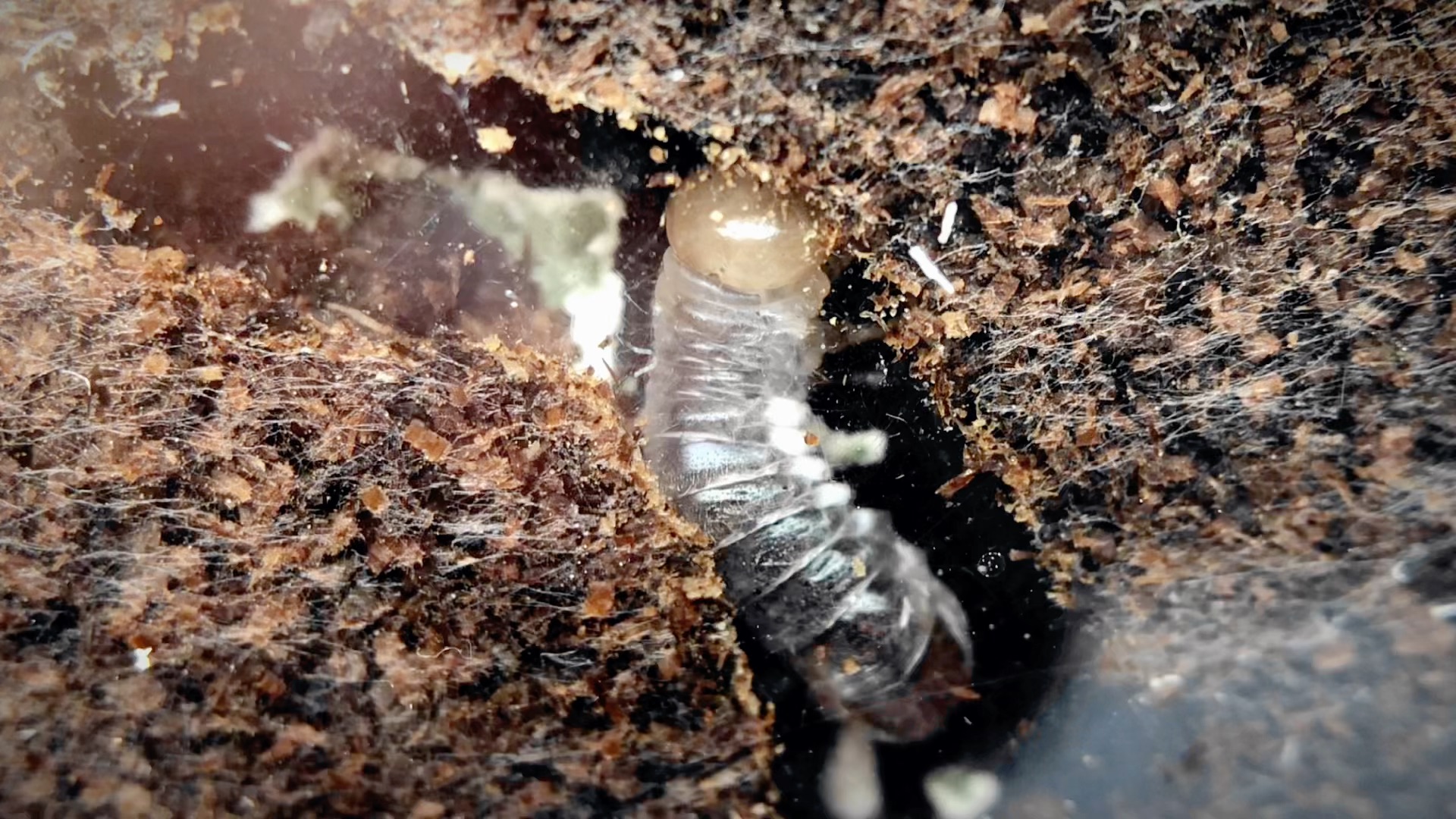 [图]热心网友割爱的台湾鸡冠锹对虫，成虫饲育2个月后寿终正寝，目前很好把我从繁殖孔夫子锯锹失败的阴影中拽出来。准备扩张一两代后发发福利用。那么小的盒子和产木居然也可以