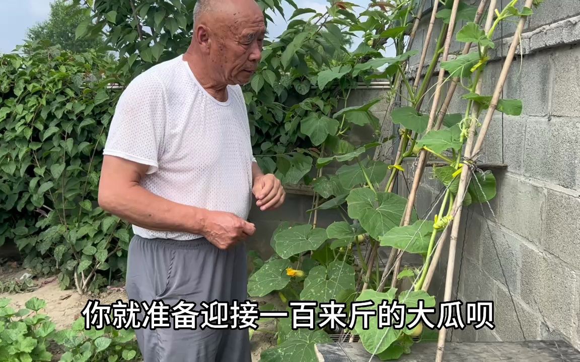 东北农家院有45种花草青菜,你觉得再种点啥?这瓜能结100斤?哔哩哔哩bilibili