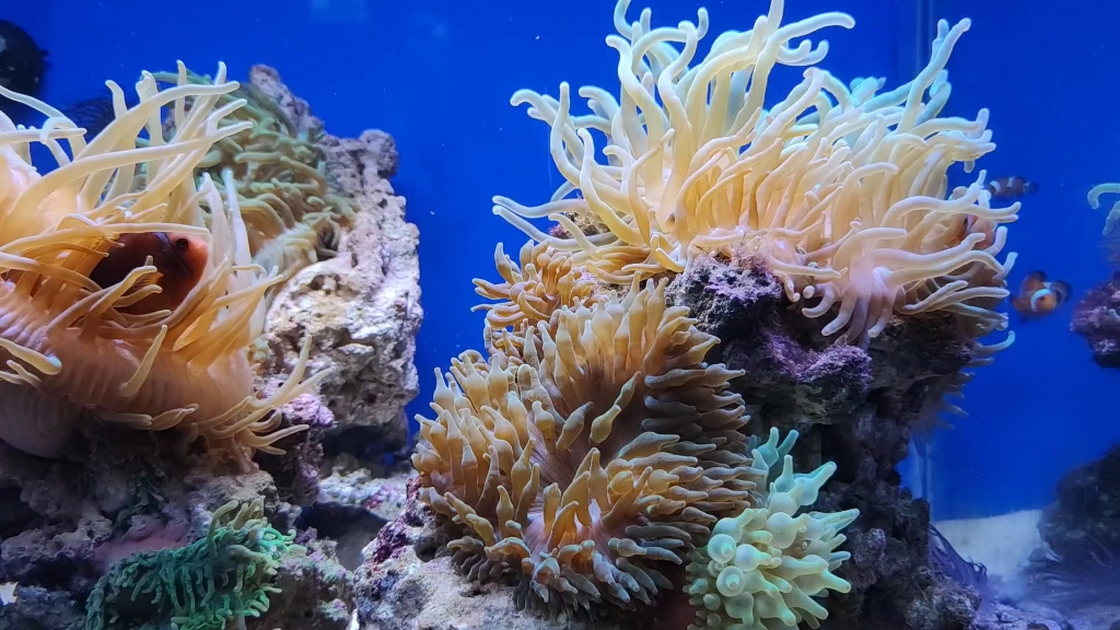 南昌海洋馆珊瑚