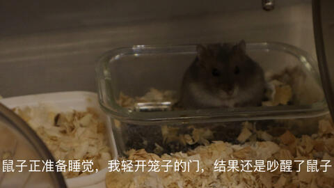 仓鼠睡觉觉 哔哩哔哩 Bilibili
