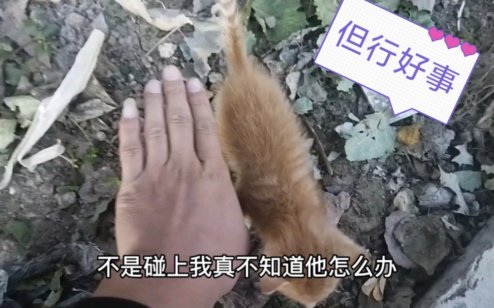 巴掌大的流浪小橘猫,我家母猫能接受它吗?结局很暖心哔哩哔哩bilibili