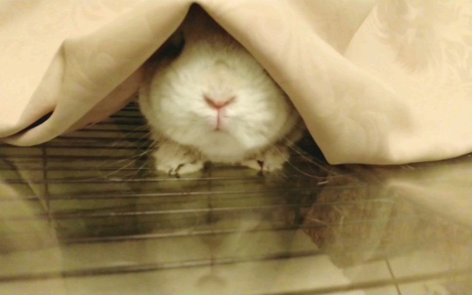 兔子粥粥和豚鼠d君之粥粥捉迷藏专辑