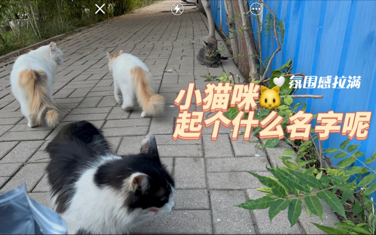 新来的小猫咪起个什么名字呢哔哩哔哩bilibili