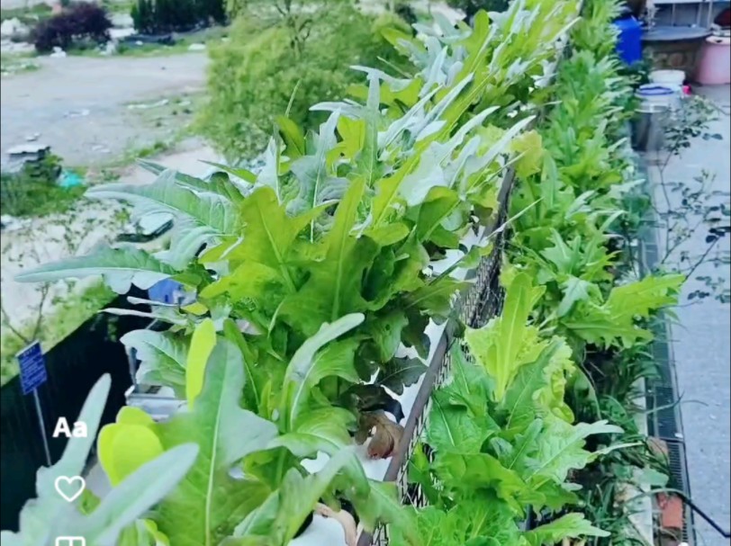 把青菜种到栏杆上,估计也只有我有这想法,还就实现了,鱼菜共生系统#我家楼顶小菜园 #阳台种植 #我的阳台小花园 #自己种的纯天然的绿色蔬菜 #鱼菜共...