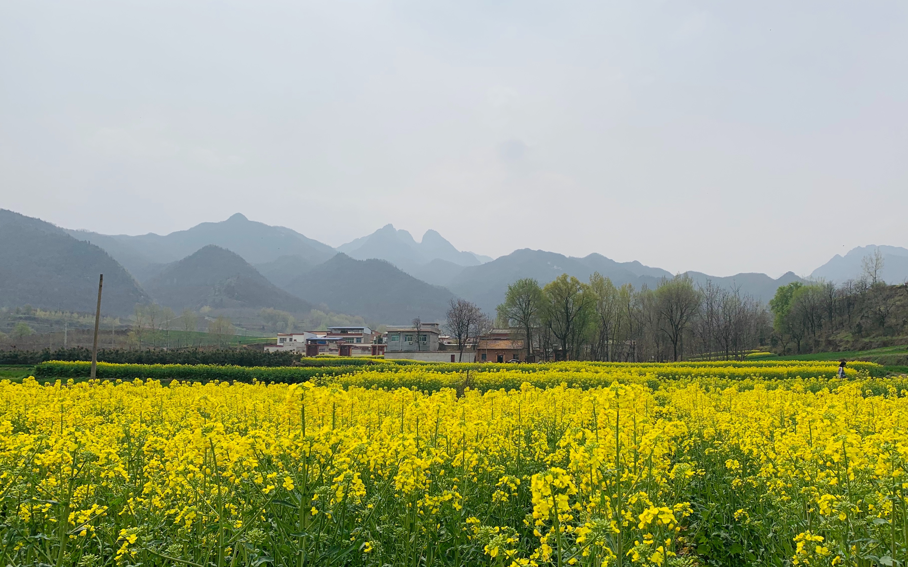 [图]【西安的油菜花】一去二三里，烟村四五家，亭台六七座，八九十枝花。