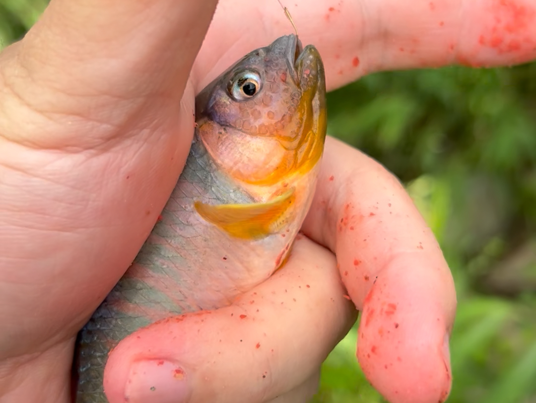 驱车400公里,只为钓得一尾类高屏!