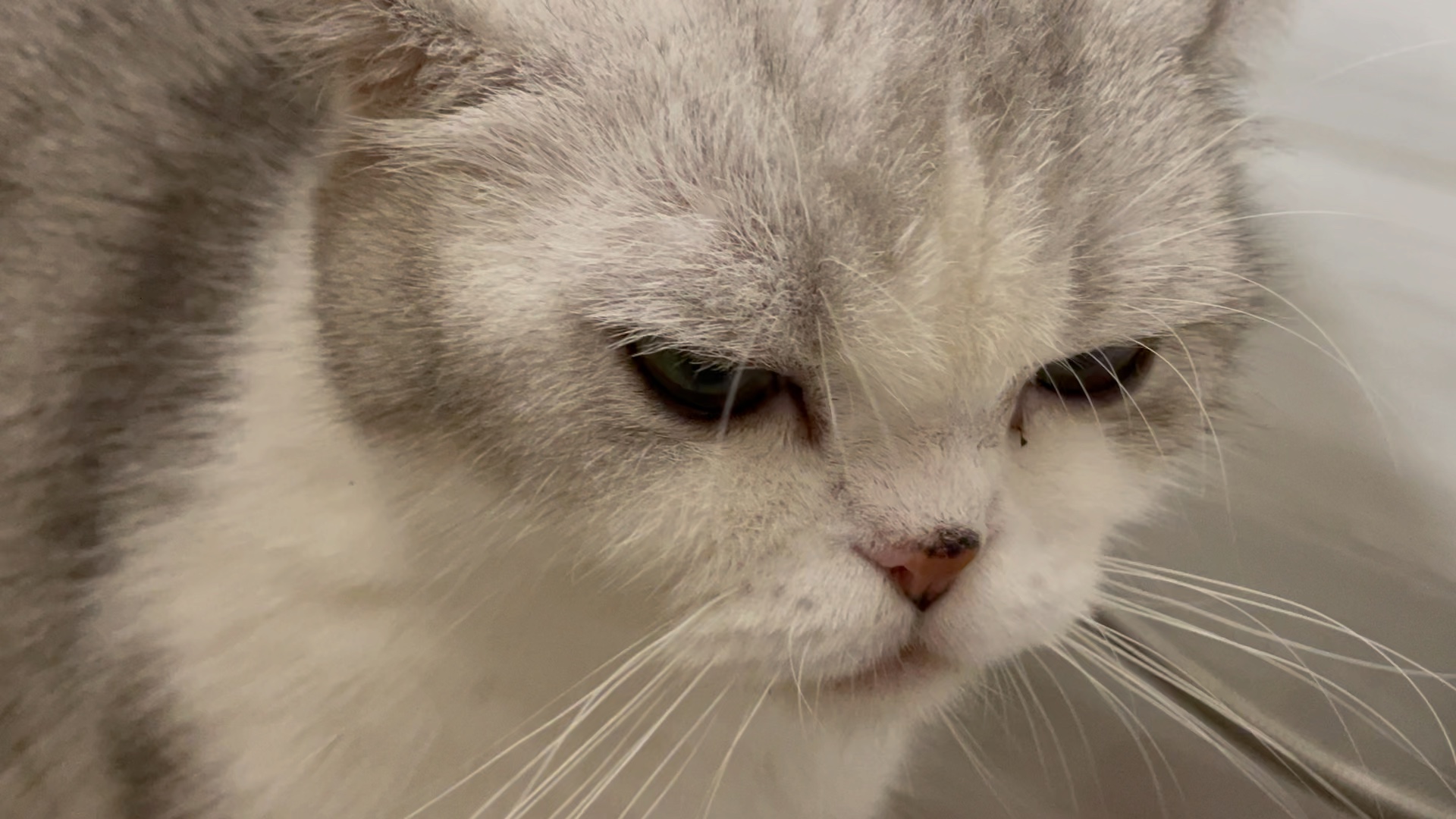 高冷的猫咪便便时的表情居然是这样的