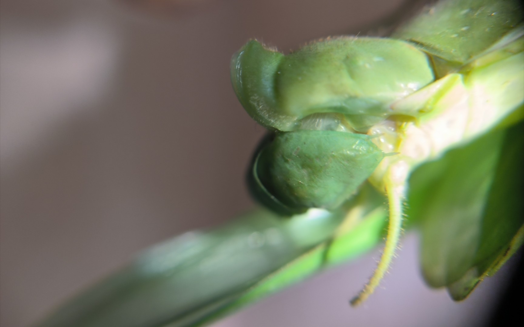 长颈菱背螳上背