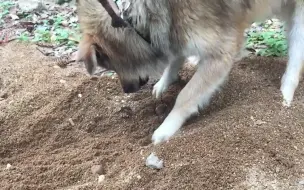 Скачать видео: 【田园犬叮当】玩沙子好玩吗？