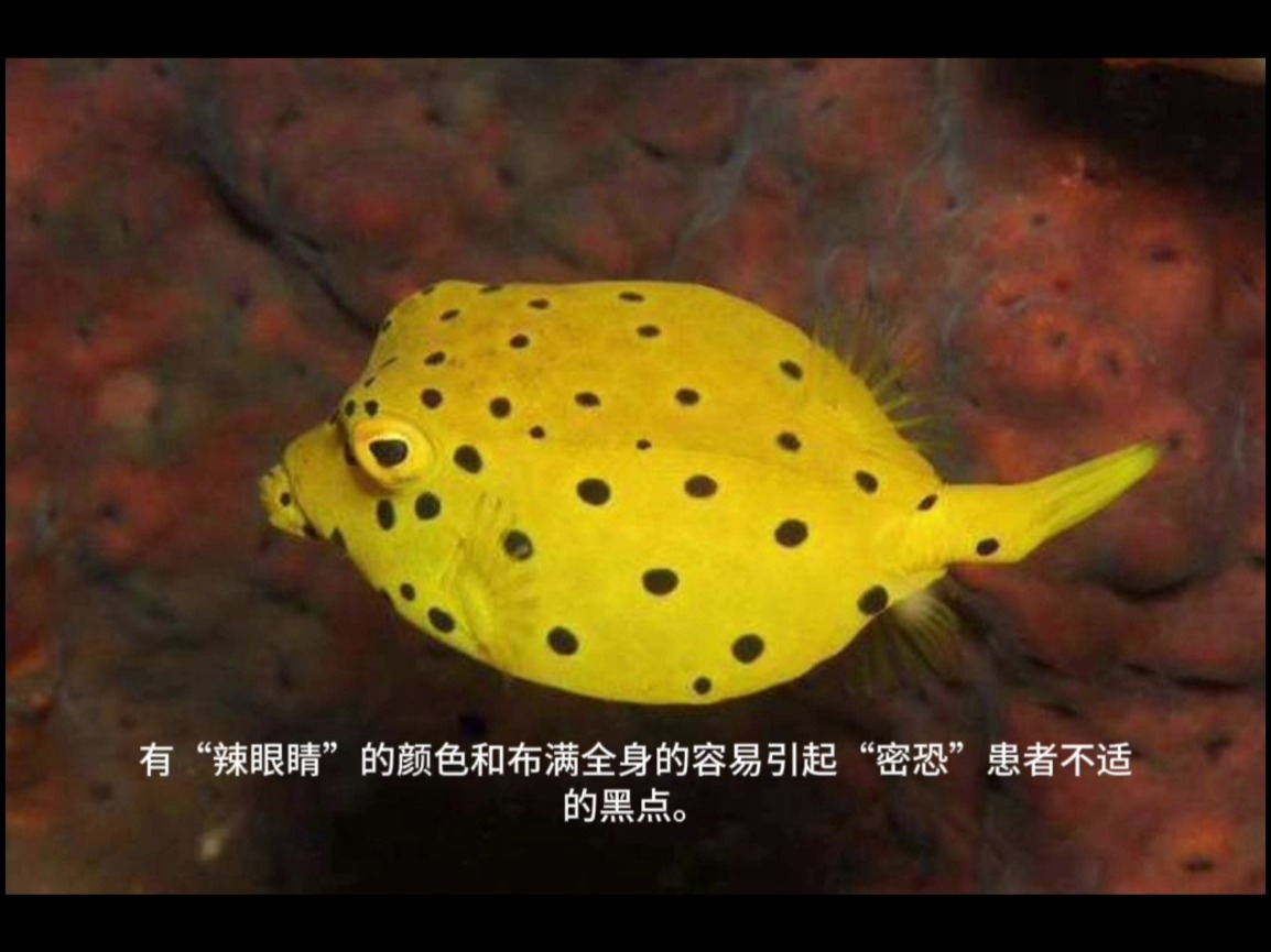 水中的"黄盒子"粒突箱鲀