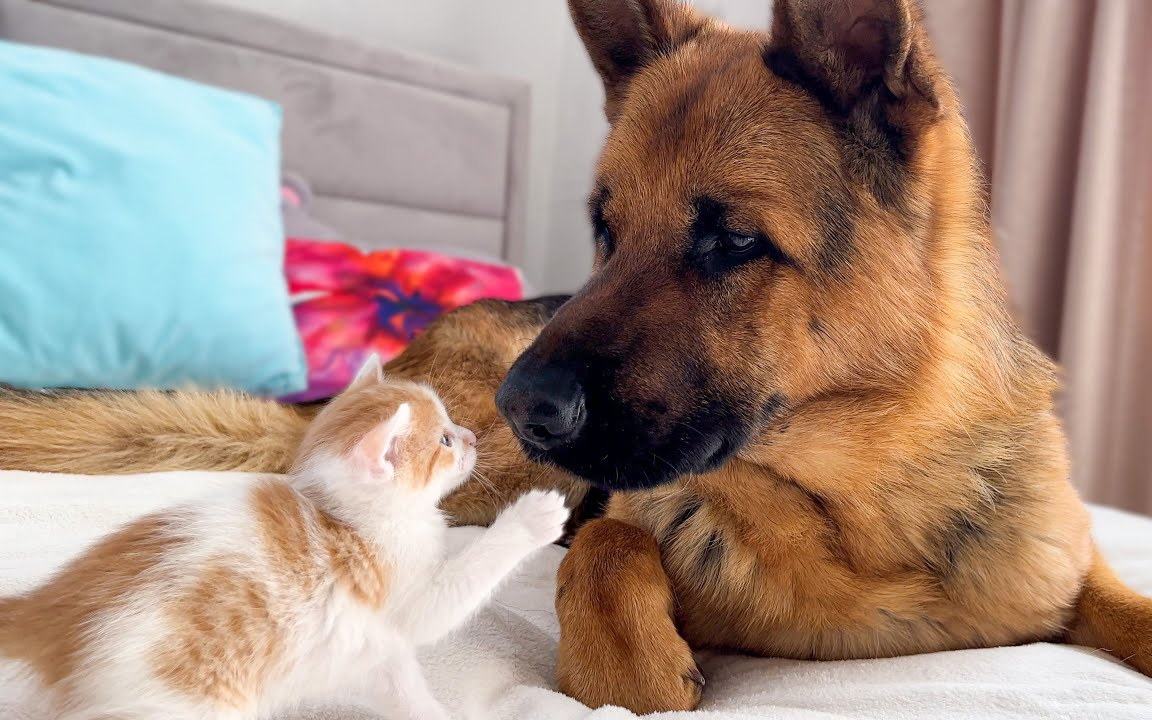 小猫咪喜欢德牧大狗勾