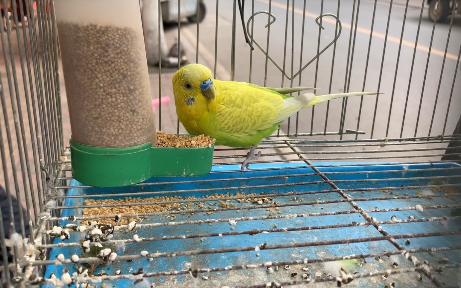 [动物观赏]鹦鹉吃食记!