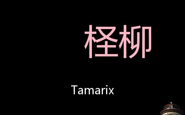 柽柳 Chinese Pronunciation Tamarix哔哩哔哩bilibili