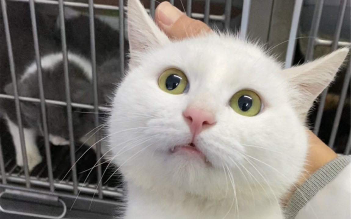盘点一下砸手里的猫