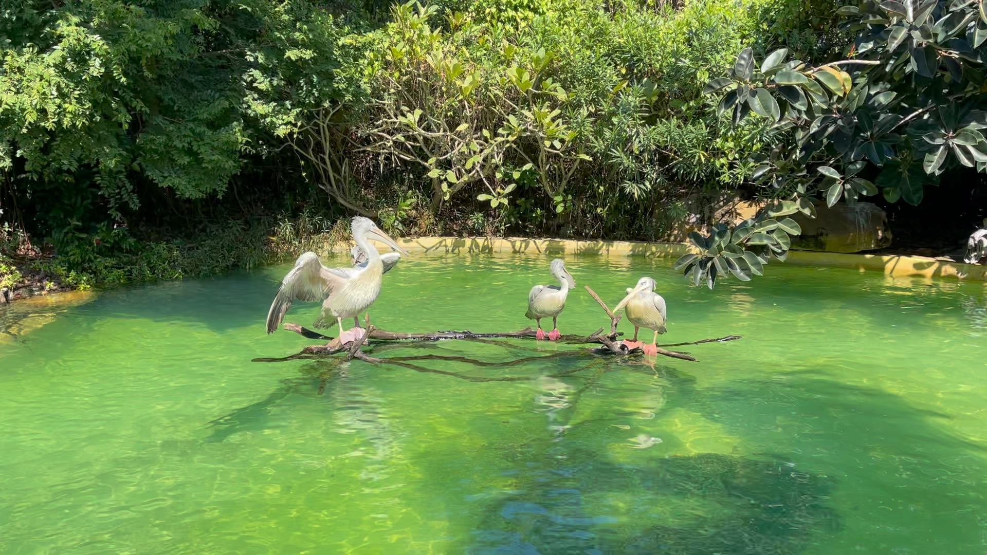 珠海长隆的鹈鹕