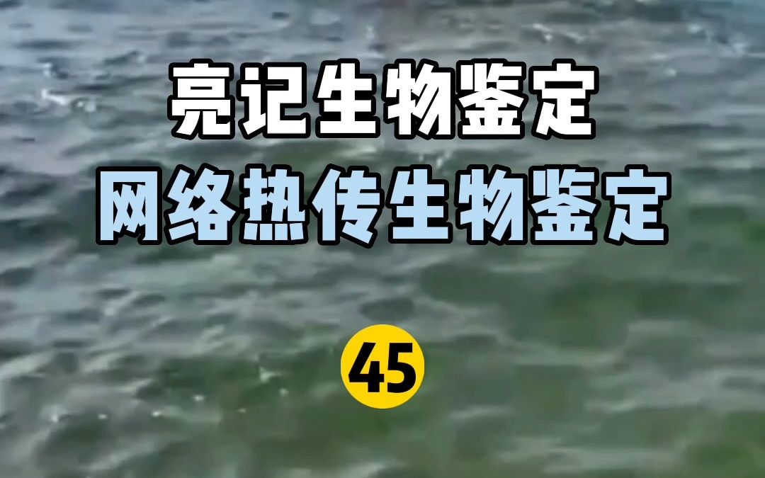 [图]【亮记生物鉴定】网络热传生物鉴定45