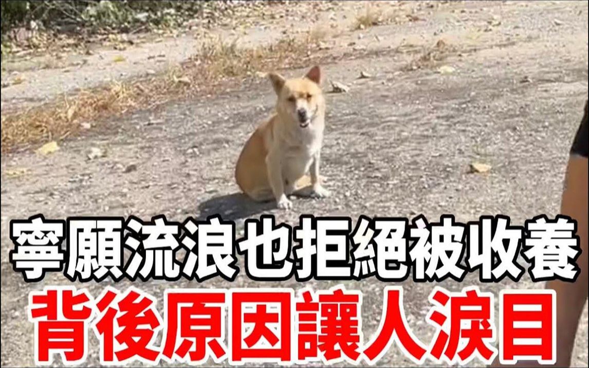 废弃的厂房里生活着十几只流浪狗,宁愿流浪也拒绝被人收养,背后原因让