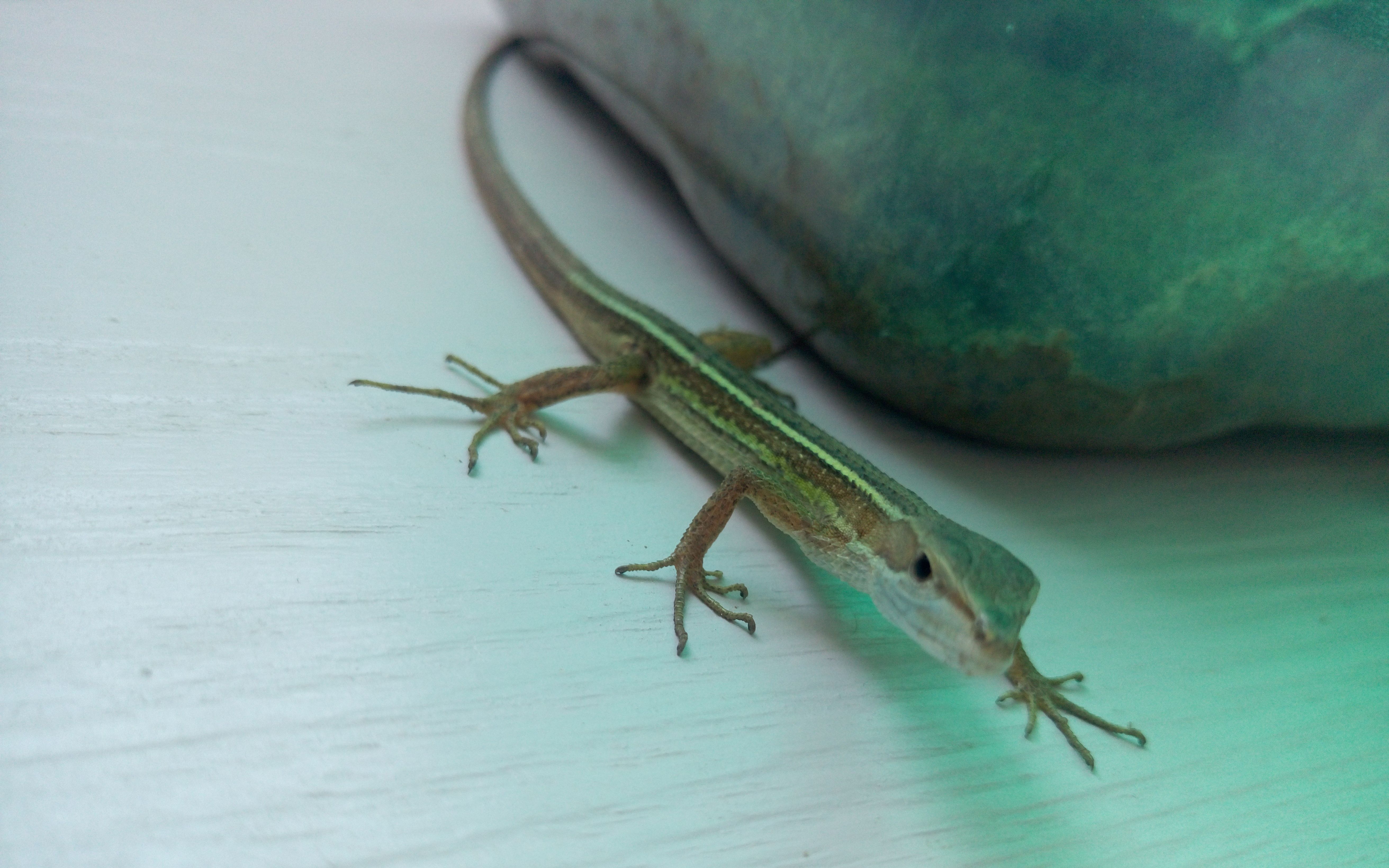 [喂食]可爱蜥蜴凶猛吞食虫子_哔哩哔哩_bilibili