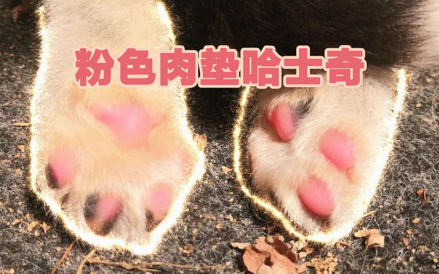 【哈士奇】1个月小奶狗,粉色肉垫,恶犬咆哮,猛男必看_哔哩哔哩 (゜-゜