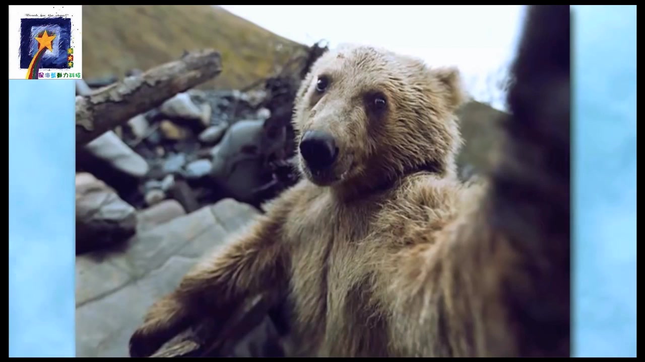 63张超爆笑动物自拍照来一起笑一个